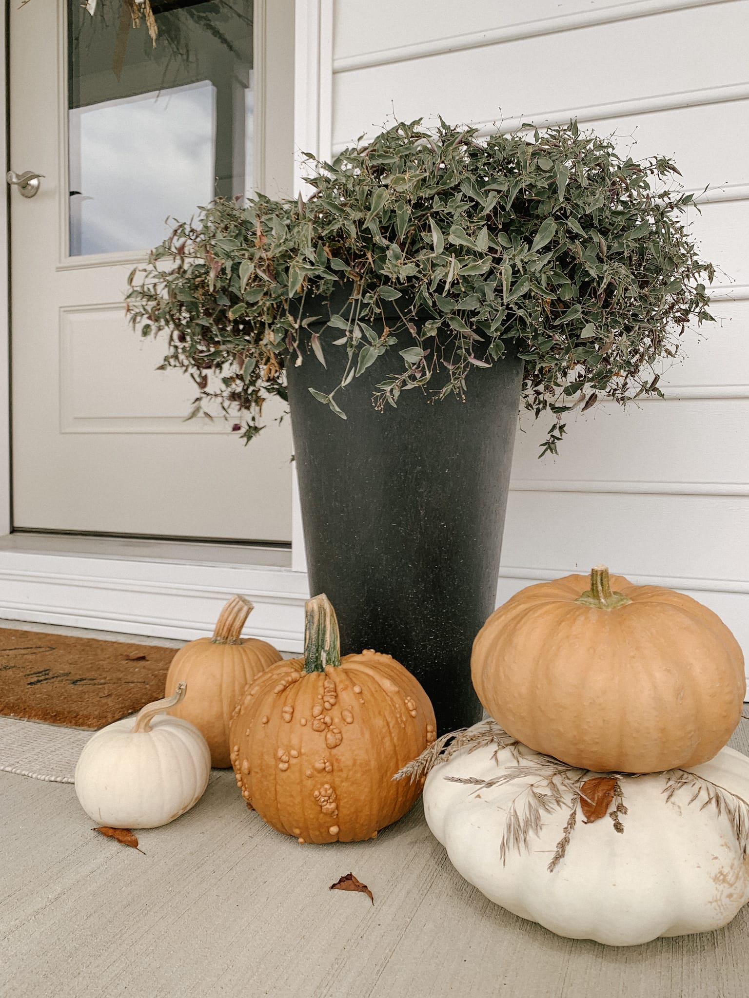 Bridal Veil Plant with Pumpkins